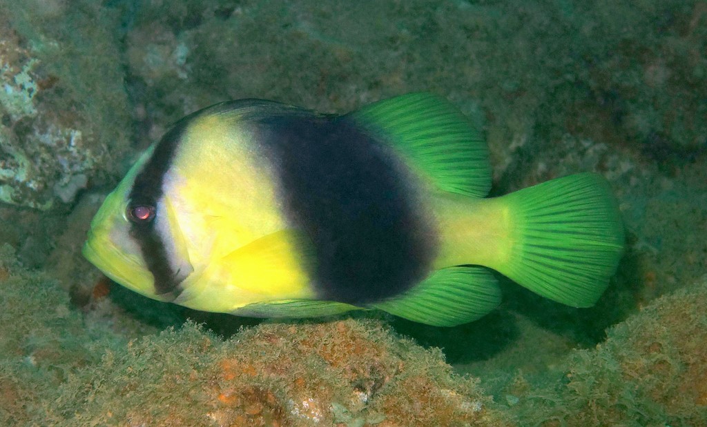 Diploprion bifasciatus Yellow striped grouper New Caledonia fish skin toxin grammistin