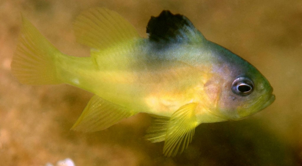 Diploprion bifasciatus Barred soapfish New Caledonia fish identification