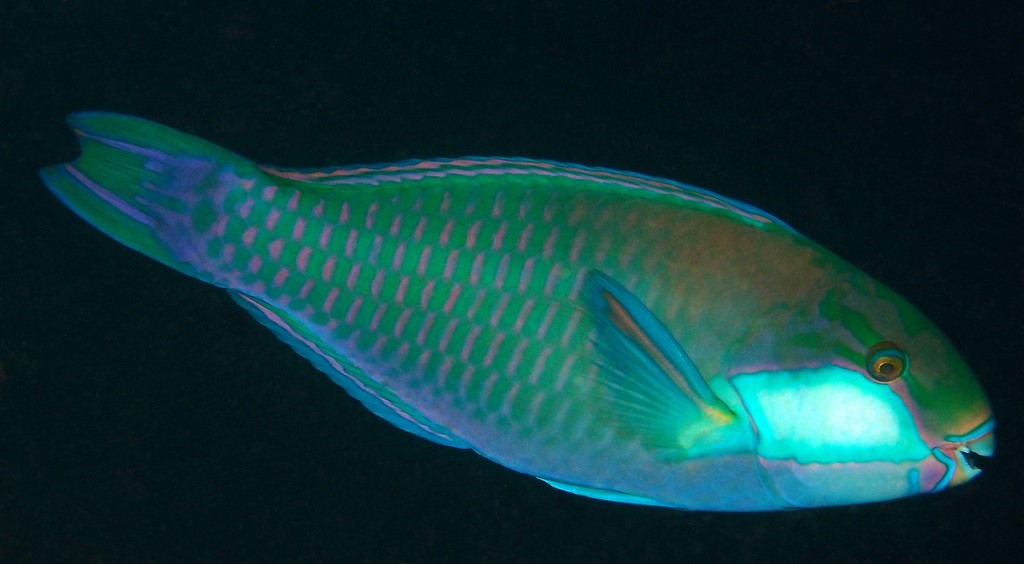 Chlorurus bleekeri Perroquet joue blanche Nouvelle-Calédonie poisson exotique