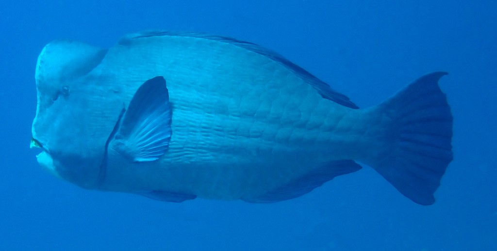 Bolbometopon muricatum Kanmuribudai カンムリブダイ ニューカレドニア