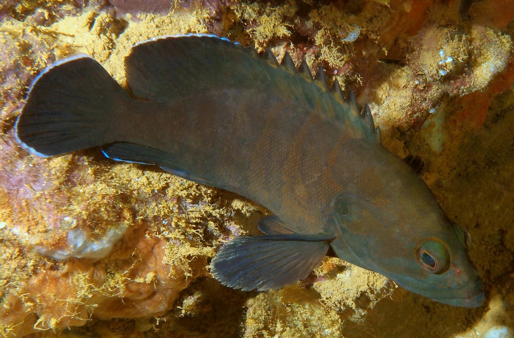 Cephalopholis boenak Chocolate hind New Caledonia Brownish to greenish grey with dusky vertical bands