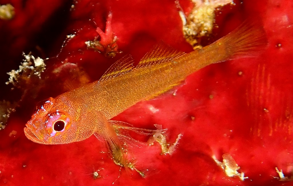 Trimma hamartium Mistaken Pygmy Goby New Caledonia rocky red sponge