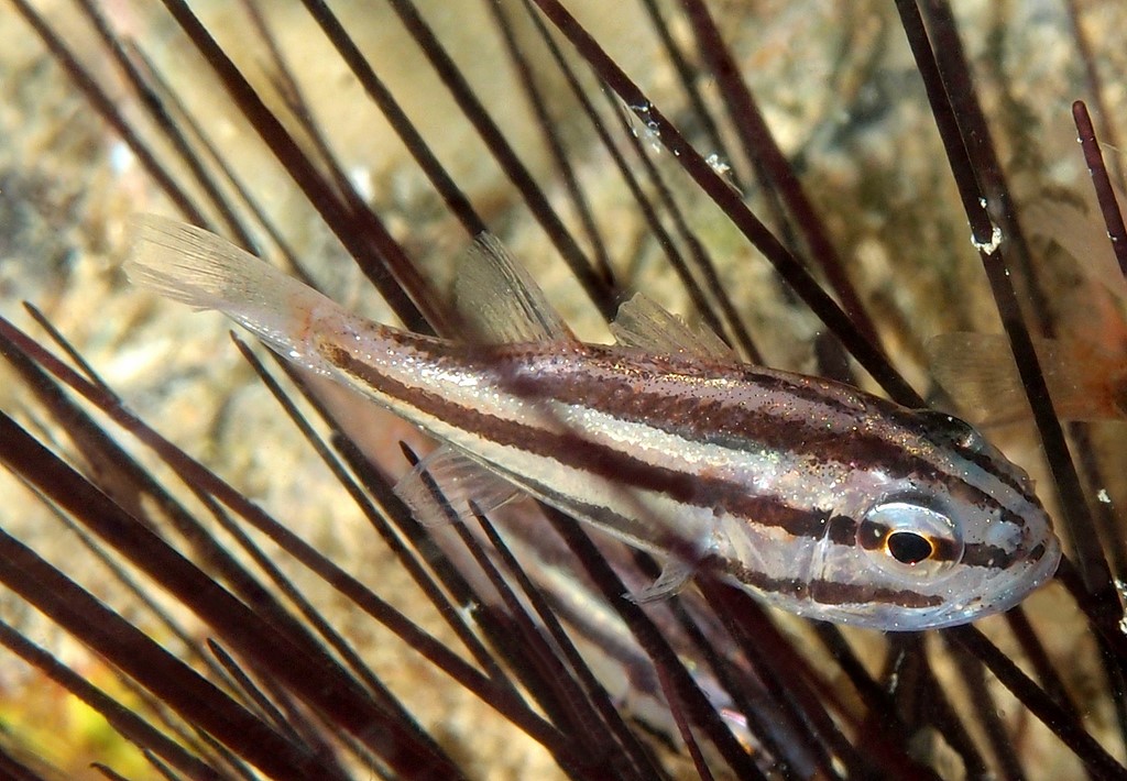 Siphamia fuscolineata Brown-striped siphonfish Juvenile New Caledonia sea urchins