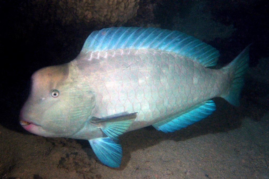 Bolbometopon muricatum Bumphead parrotfish New Caledonia lagoon night picture