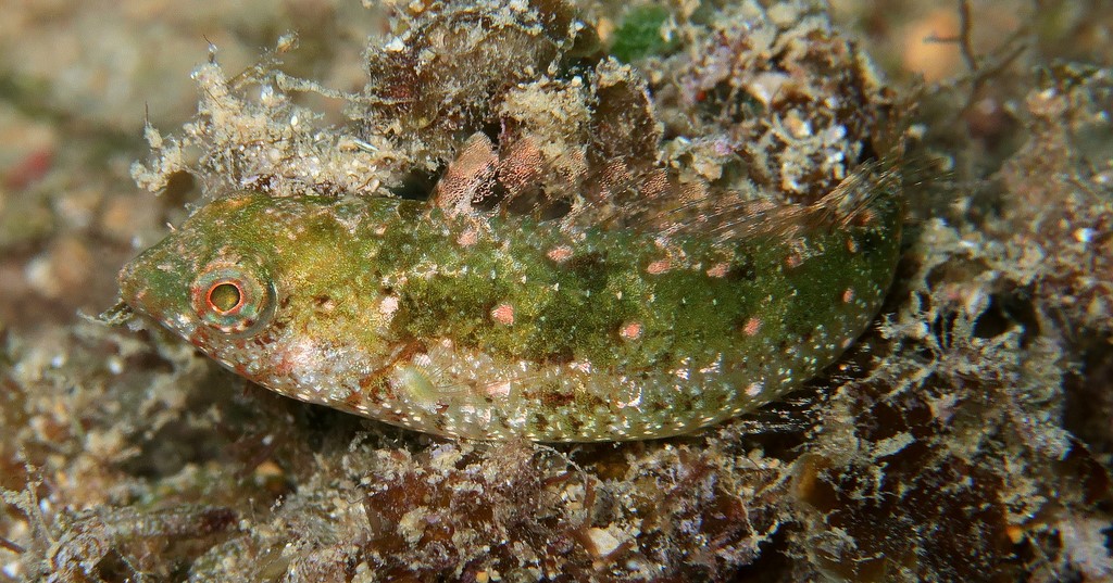 Leptoscarus vaigiensis Perroquet des herbiers Nouvelle-Calédonie