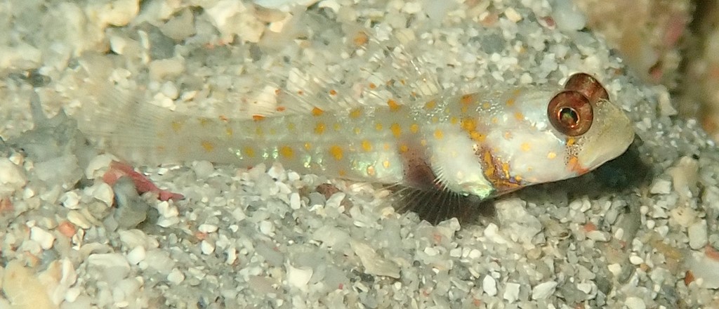 Amblyeleotris guttata Gobie grimé Juvénile Nouvelle-Calédonie