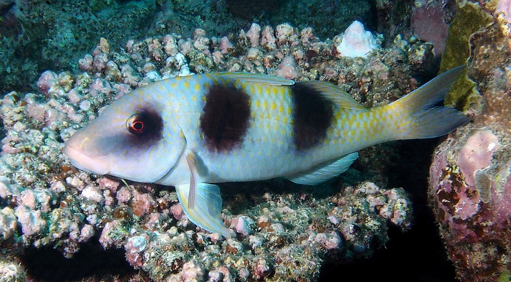 Parupeneus crassilabris Two-banded goatfish New Caledonia