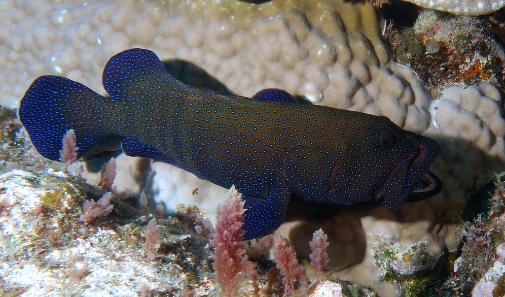 Cephalopholis argus peacock hind blue spotted grouper New Caledonia fish