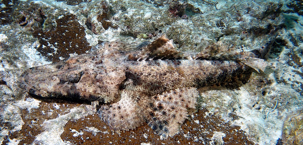 Cymbacephalus beauforti Poisson-crocodile de Beaufort Nouvelle-Calédonie photographie sous-marine