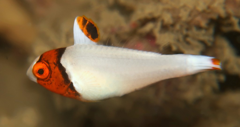 Cetoscarus ocellatus Poisson-perroquet à points rouges Nouvelle-Calédonie phase juvenile