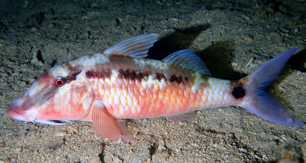 Parupeneus barberinus Salmonete barberino 