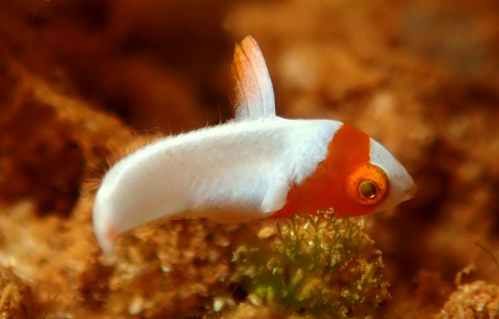 Cetoscarus ocellatus Spotted parrotfish Juvenile New Caledonia