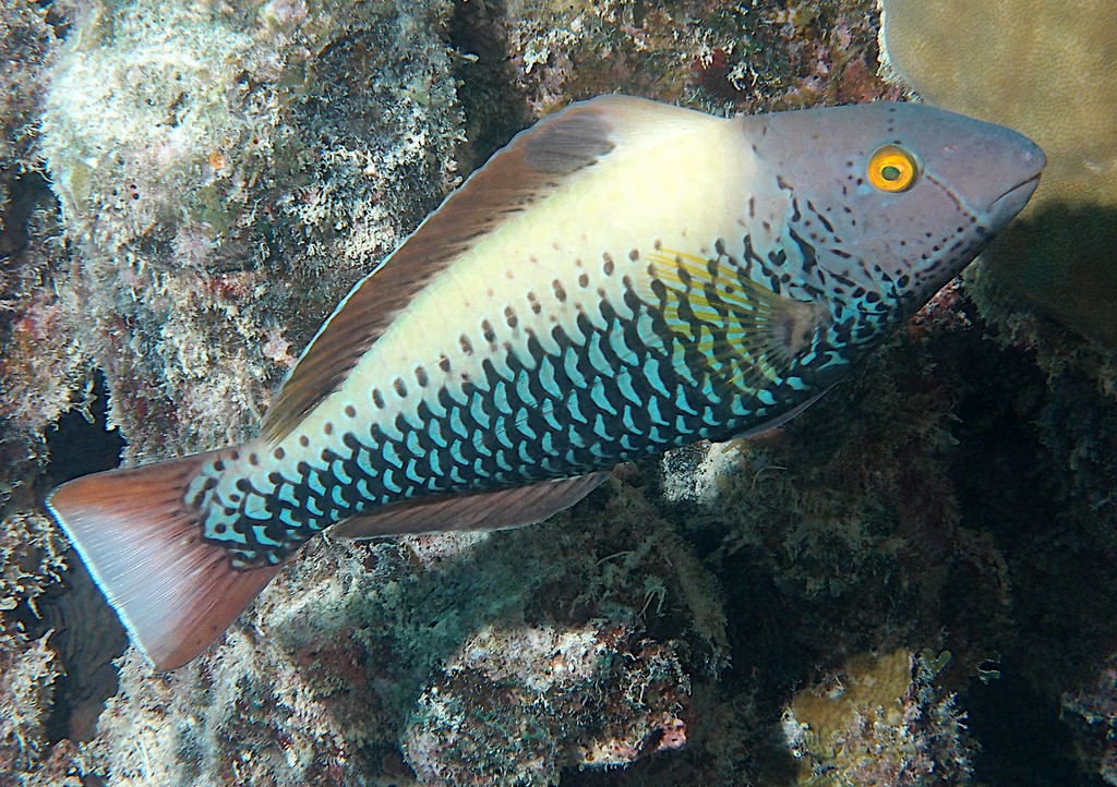 Cetoscarus ocellatus Poisson-perroquet à points rouges femelle Nouvelle-Calédonie