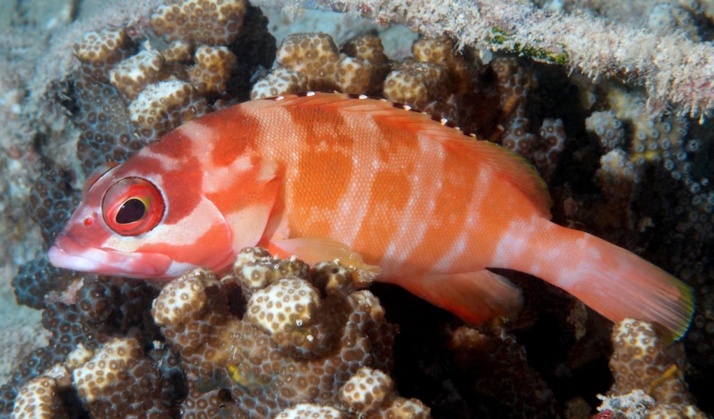 Epinephelus fasciatus Mérou oriflamme Nouvelle-Calédonie plongée sous-marine Serranidae Epinephelinae aquarium poisson