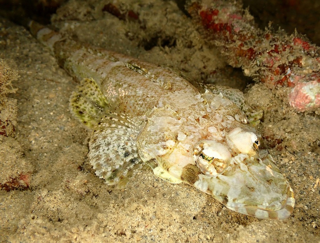 Thysanophrys chiltonae Platycéphale clin d'œil Nouvelle-Calédonie plongée sous-marine Touho