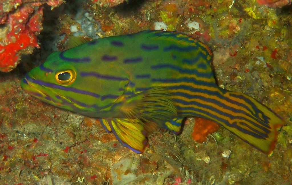 Cephalopholis polleni Minamihata ミナミハタ ニューカレドニア