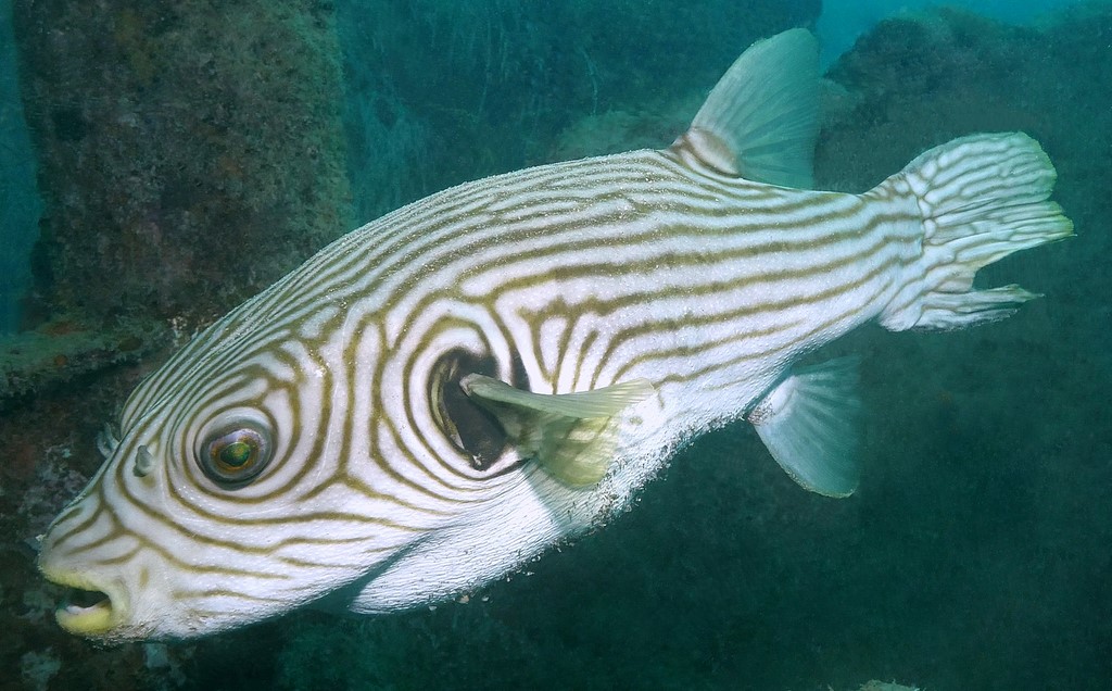 Arothron reticularis Reticulated toadfish New Caledonia