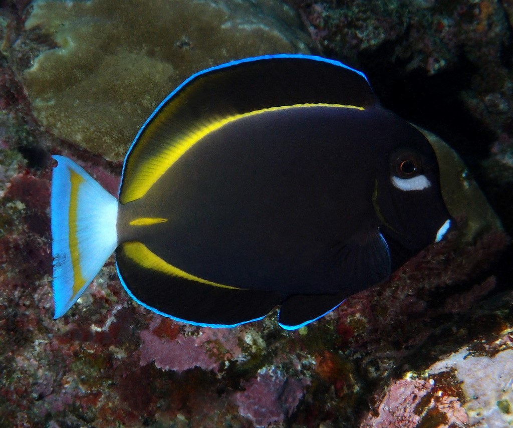 Acanthurus nigricans Chirurgien à joue blanche poisson de la Nouvelle-Calédonie plongée sous-marine