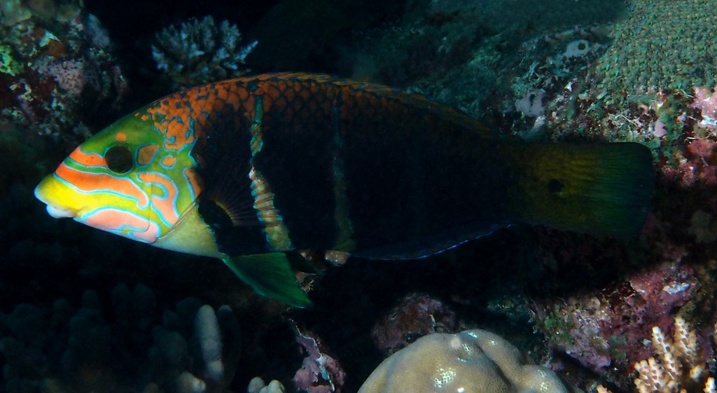 Hemigymnus fasciatus Shima-tarekuchi-bera シマタレクチベラ ニューカレドニア