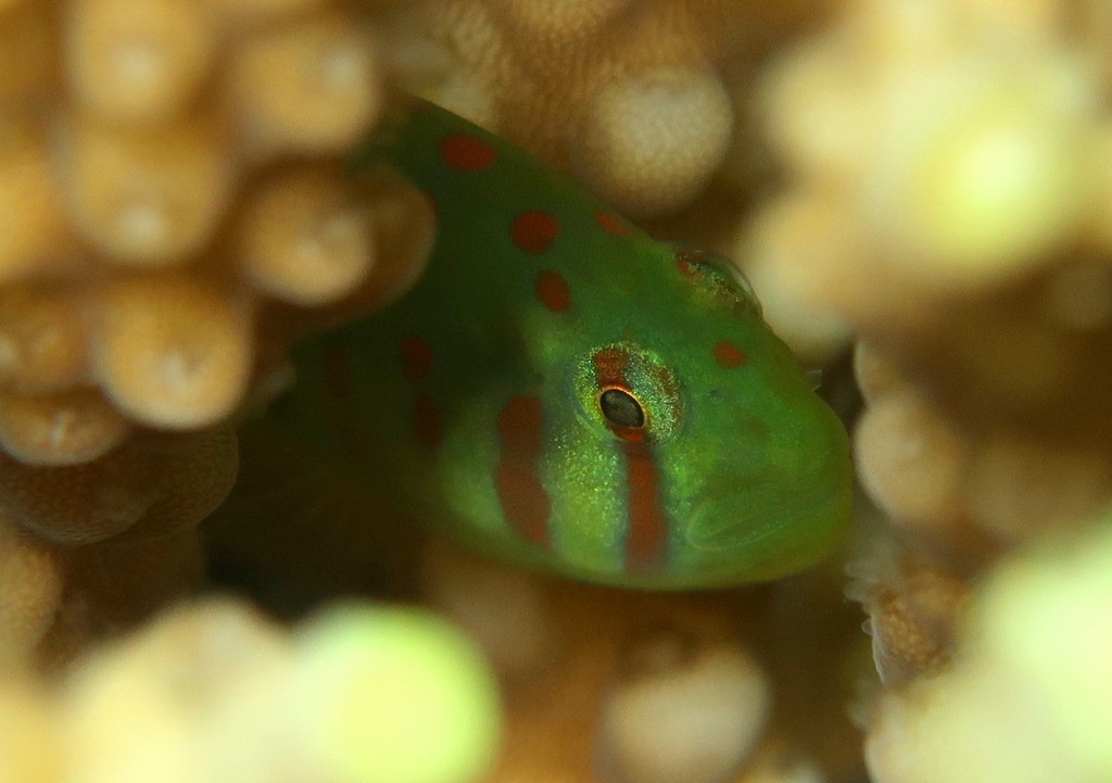 Gobiodon erythrospilus Akaten-Koban-Haze シュオビコバンハゼ ニューカレドニア