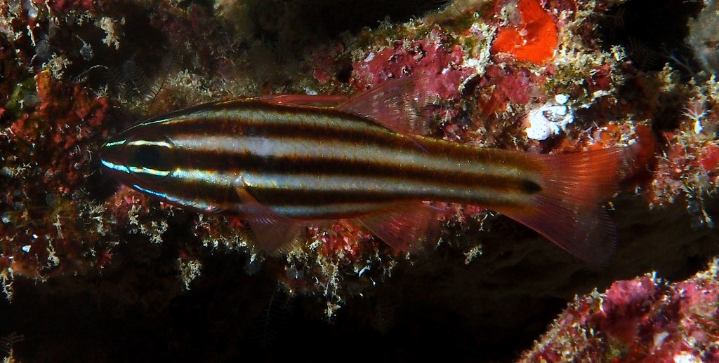 Ostorhinchus angustatus Breëstreep kardinaal