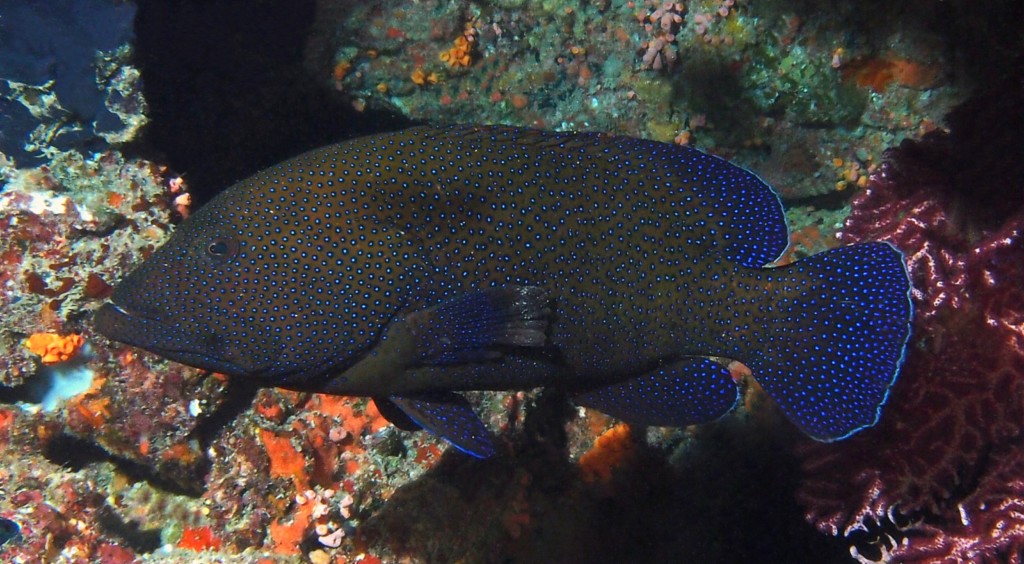 Cephalopholis argus Pfauen-zackenbarsch