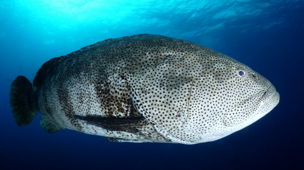 Epinephelus malabaricus Speckled grouper New Caledonia numerous small black spots and blotches in head and body