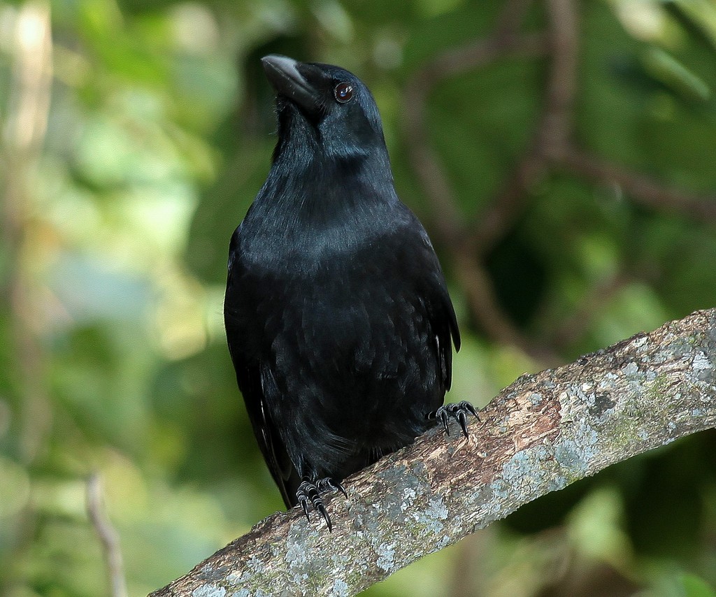 Corvus moneduloides corbeau calédonien Nouvelle-Calédonie