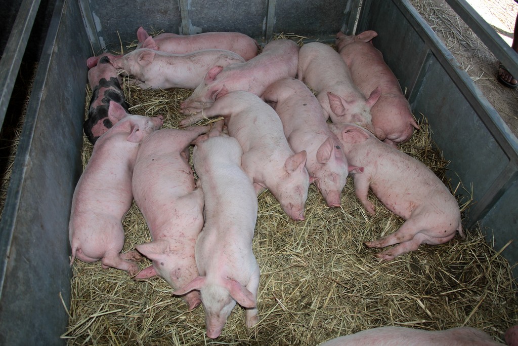 Cochon porc pic pork nourrain nourrin Nouvelle-Calédonie