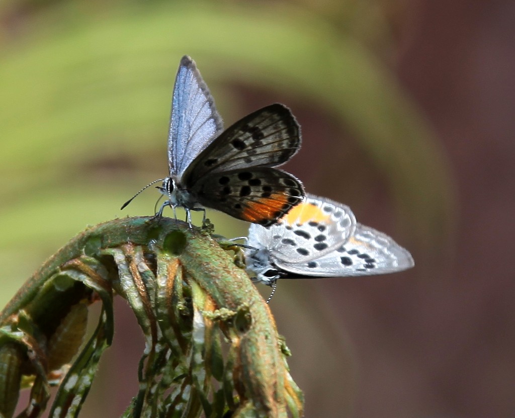couple de papillons sur une tige Nouvelle-Calédonie coléoptère