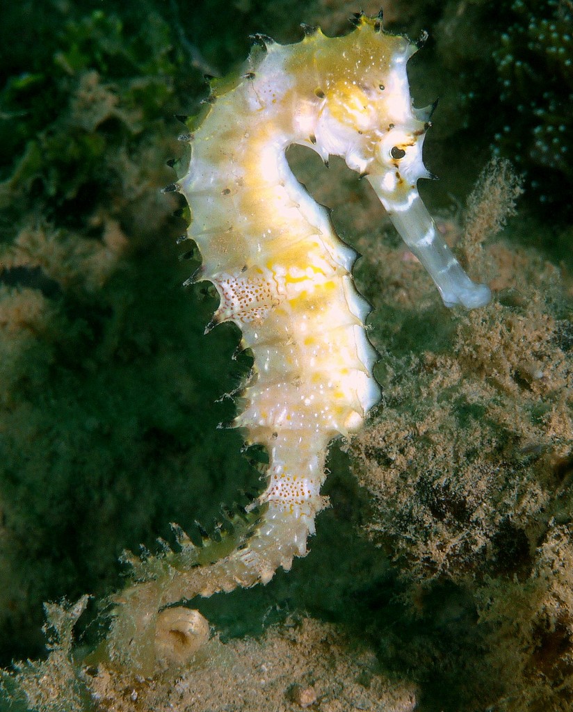 Hippocampus curvicuspis New Caledonian thorny seahorse double spine above eyes moderately long