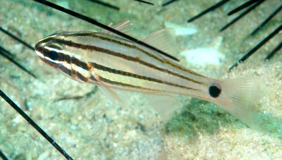 Ostorhinchus doederleini New Caledonia lagoon fish