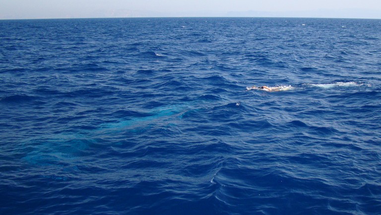 Poursuite d'une baleine à la palme Mammifère de Méditerranée