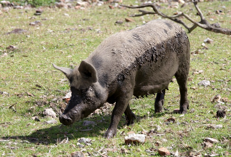 SUS SCROFA DOMESTICUS (LINNAEUS, 1758)