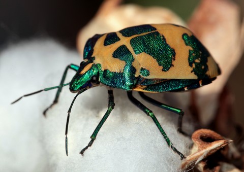TECTOCORIS DIOPHTHALMUS - (THUNBERG, 1783)