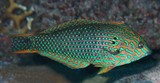 Macropharyngodon meleagris Vermiculated wrasse New Caledonia labriidae fish picture