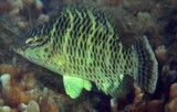 Cheilinus undulatus Humphead maori wrasse Juvenile New Caledonia