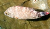 Cheilinus chlorourus Vieille tachetée poisson lagon Calédonien