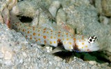 Amblyeleotris guttata Spotted shrimp goby New Caledonia fish lagoon diving