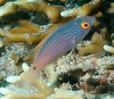 Cirrhilabrus lineatus Lavender wrasse New Caledonia fish lagoon