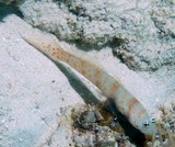 Amblyeleotris guttata Spotted shrimp goby New Caledonia fish lagoon diving