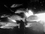 Fishes inside the wreck underwater black and white picture New Caledonia