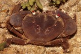 Eriphia sebana crabe de rocher yeux rouge Nouvelle-Calédonie récif frangeant faune marine