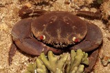 Eriphia sebana Red eyed rock crab New Caledonia reef