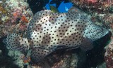 Cromileptes altivelis mérou grace kelly Nouvelle-Calédonie noumea grisette New Caledonia fish