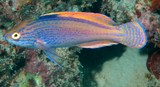 Cirrhilabrus lineatus Purplelined wrasse New Caledonia marine fauna biodiversity ecology