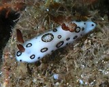 Jorunna funebris Polka dot nudibranch dotted ringed dorid Funeral New Caledonia