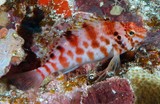 Cirrhitichthys aprinus Épervier à taches rouges Nouvelle-Calédonie
