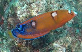 Coris gaimard Girelle bariolée Nouvelle-Calédonie photo sous-marine