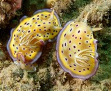 Goniobranchus kuniei Doris de Kune nudibranche limace mer Nouvelle-Calédonie faune sous-marine